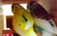 /album/periquito/peri-9-jpg/